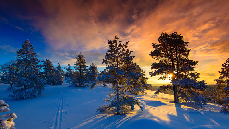Snow-covered Pine Trees — Blue, Dramatic, Sunset, Photograph, Snow, Sky