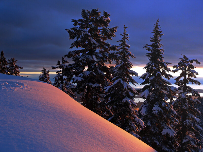 Snow-covered Pine Trees — Blue, Dramatic, Sunset, Photograph, Snow