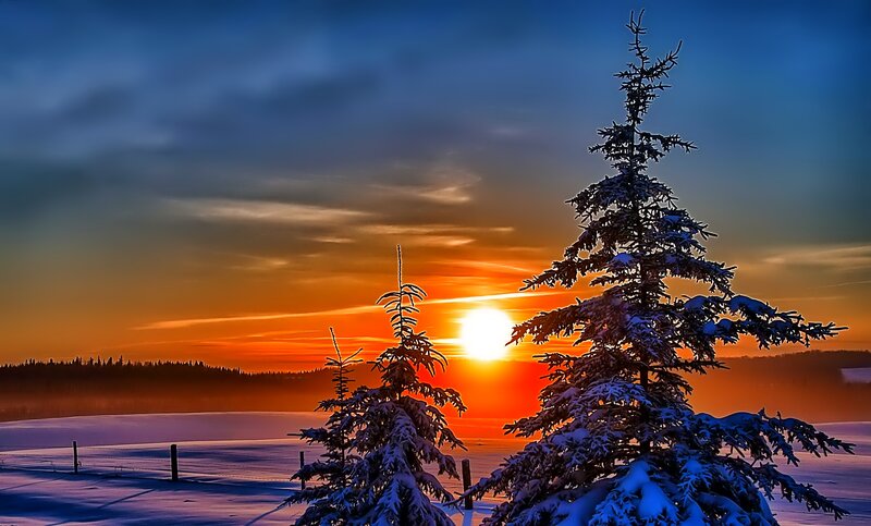 Snow-covered Pine Trees — Blue, Dramatic, Sunset, Photograph, Sun