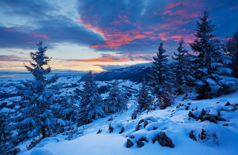 Snow-covered Pine Trees — Blue, Dramatic, Sunset, Photograph