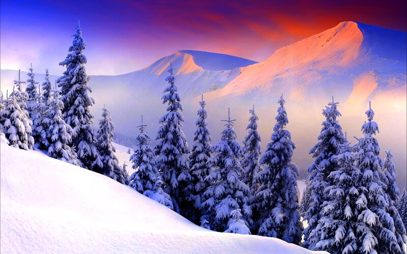 Snow-covered Pine Trees — Blue, Dramatic, Sunset