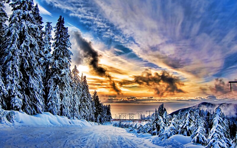 Snow-covered Pine Trees — Blue, Dramatic