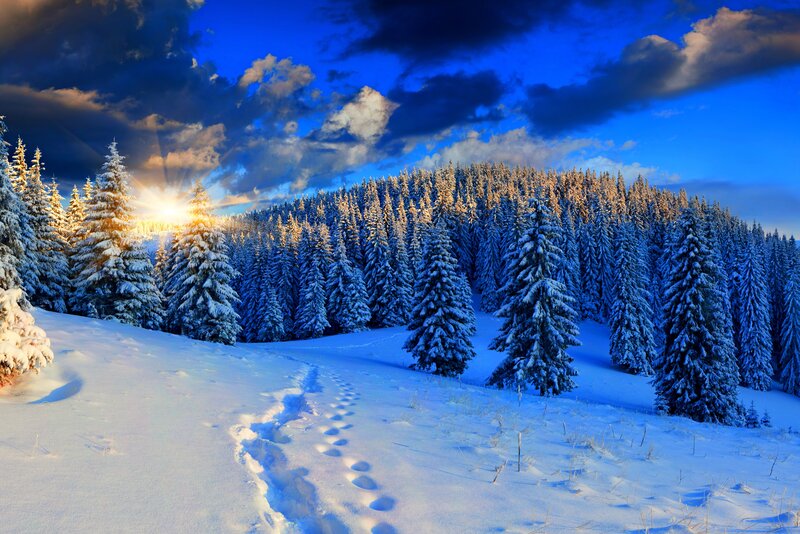 Snow-covered Pine Trees — Blue, Dramatic, Winter, Photograph, Footprints