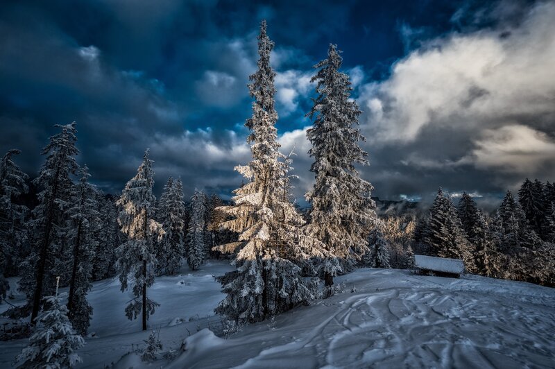Snow-covered Pine Trees — Blue, Dramatic, Winter, Photograph, Forest, Sky