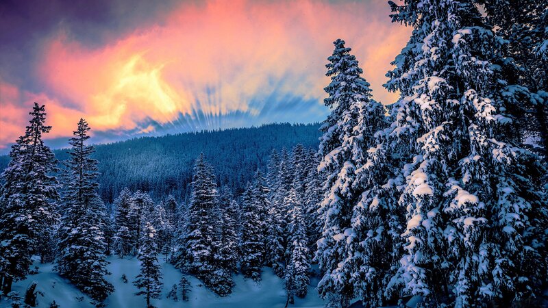 Snow-covered Pine Trees — Blue, Dramatic, Winter, Photograph, Forest