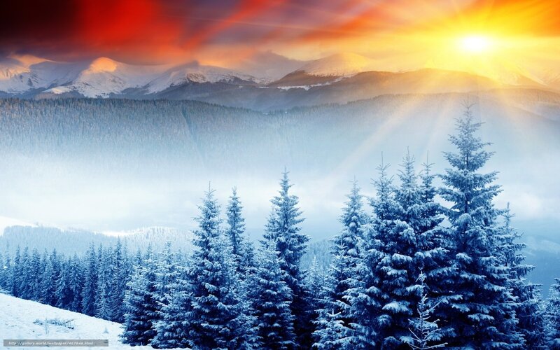 Snow-covered Pine Trees — Blue, Dramatic, Winter, Photograph, Mountains, Forest, Sunrise