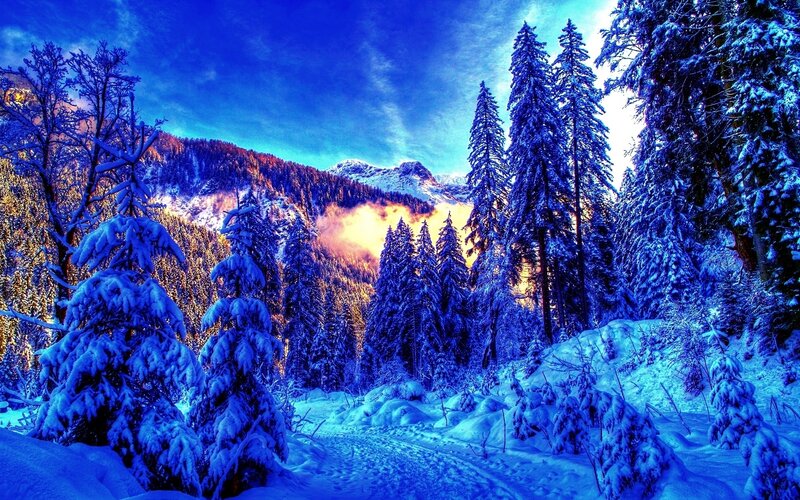Snow-covered Pine Trees — Blue, Dramatic, Winter, Photograph, Mountains, Forest