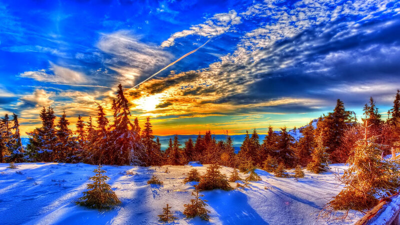 Snow-covered Pine Trees — Blue, Dramatic, Winter, Photograph, Pine Trees