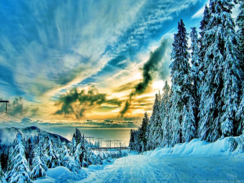 Snow-covered Pine Trees — Blue, Dramatic, Winter, Photograph, Sky