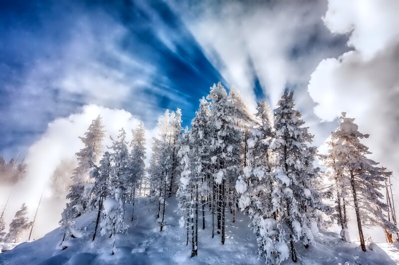 Snow-covered Pine Trees — Blue, Dramatic, Winter, Photograph, Snow