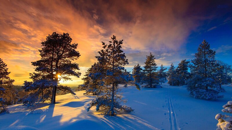 Snow-covered Pine Trees — Blue, Dramatic, Winter, Photograph, Sunset, Snow