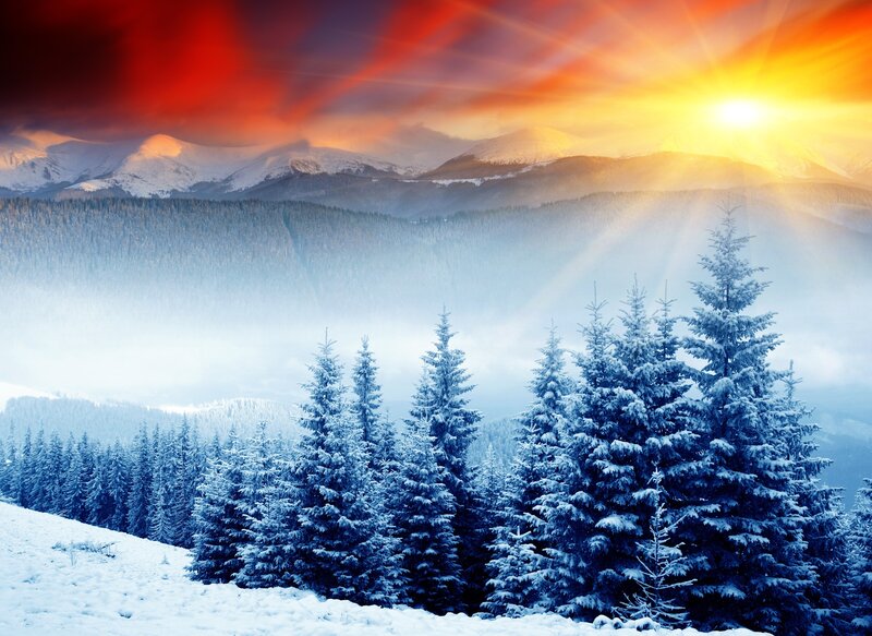Snow-covered Pine Trees — Blue, Dramatic, Winter