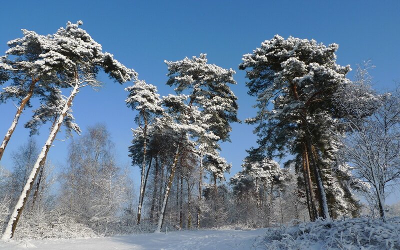 Snow-covered Pine Trees — Blue, Green