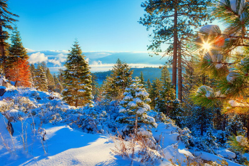 Snow-covered Pine Trees — Blue, Serene, Morning, Photograph, Pine Trees
