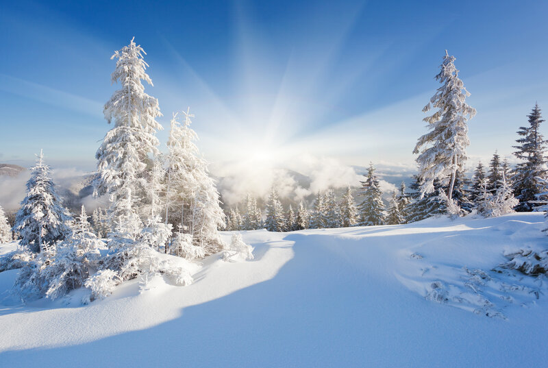 Snow-covered Pine Trees — Blue, Serene, Morning, Photograph