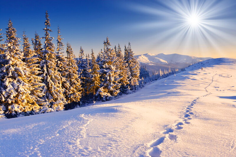 Snow-covered Pine Trees — Blue, Serene, Morning