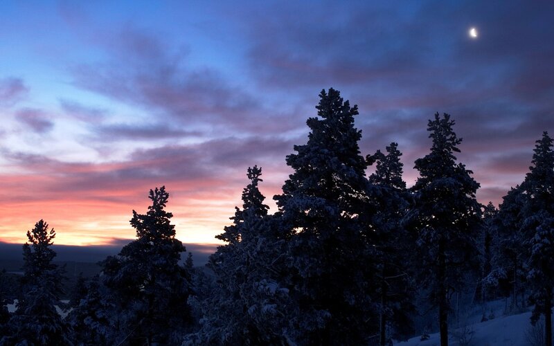 Snow-covered Pine Trees — Blue, Serene, Night, Photograph, Moon, Clouds, Sky, Purple, Pink