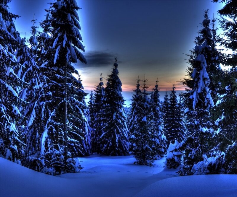 Snow-covered Pine Trees — Blue, Serene, Night, Photograph, Snow, Forest