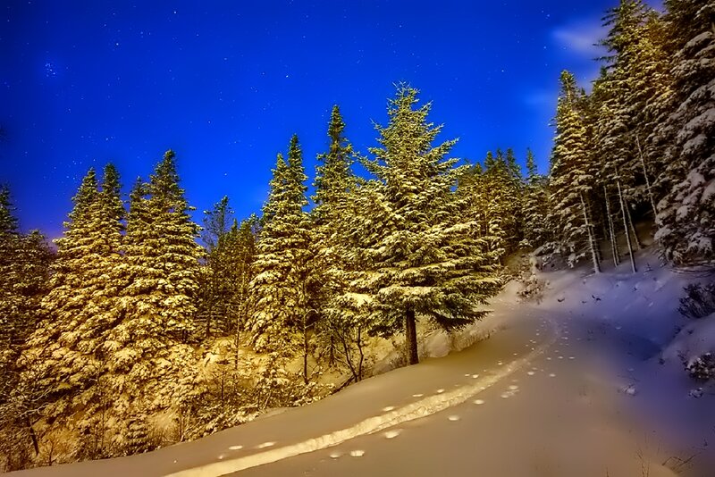 Snow-covered Pine Trees — Blue, Serene, Night, Photograph, Snow, Night Sky, Footprints