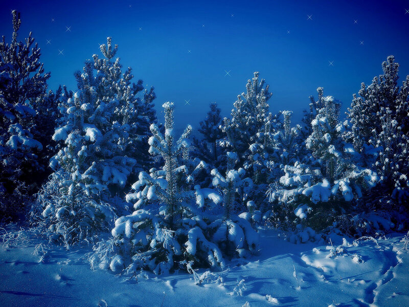 Snow-covered Pine Trees — Blue, Serene, Night, Photograph, Snow, Sky