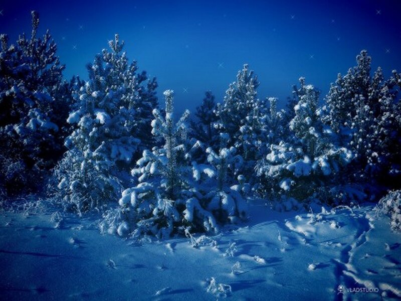Snow-covered Pine Trees — Blue, Serene, Night, Photograph, Snow, Sky, White
