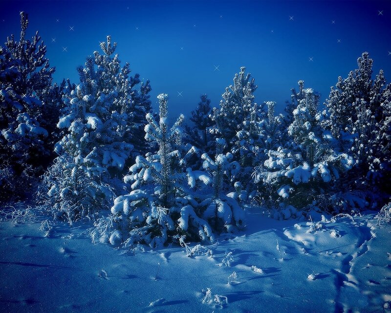 Snow-covered Pine Trees — Blue, Serene, Night, Photograph, Snow, Stars, Forest