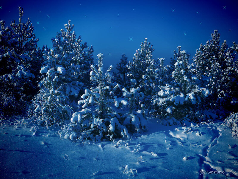 Snow-covered Pine Trees — Blue, Serene, Night, Photograph, Snow, Stars, Forest, White, Vladstudio