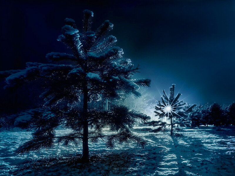 Snow-covered Pine Trees — Blue, Serene, Night, Photograph, Snow