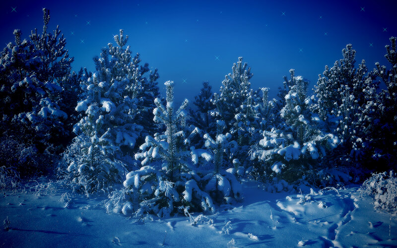 Snow-covered Pine Trees — Blue, Serene, Night, Photograph