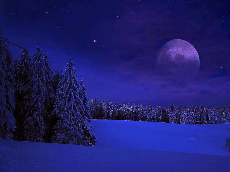 Snow-covered Pine Trees — Blue, Serene, Night