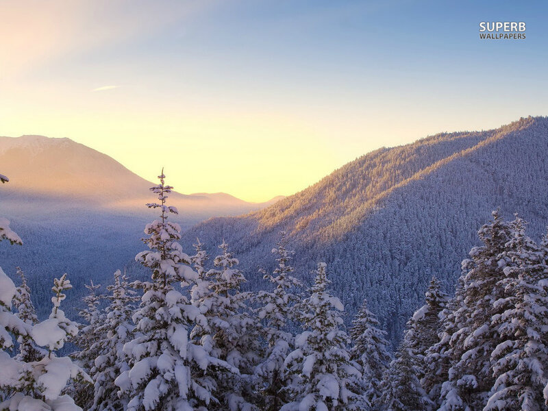 Snow-covered Pine Trees — Blue, Serene, Sunrise, Photograph