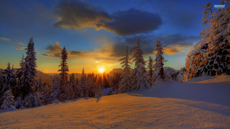 Snow-covered Pine Trees — Blue, Serene, Sunrise