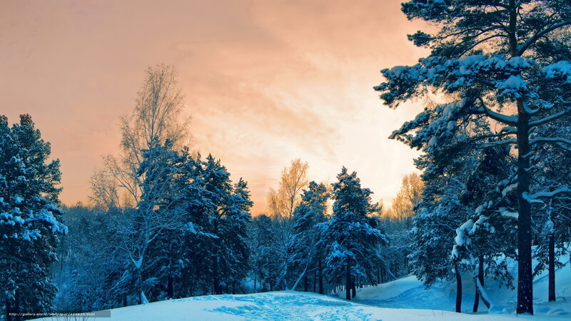 Snow-covered Pine Trees — Blue, Serene, Sunset, Photograph, Forest, Sky