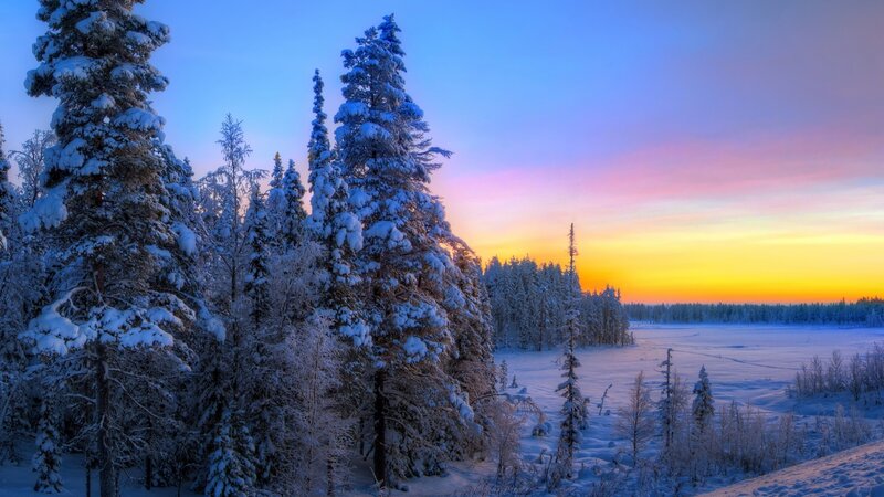 Snow-covered Pine Trees — Blue, Serene, Sunset, Photograph, Forest