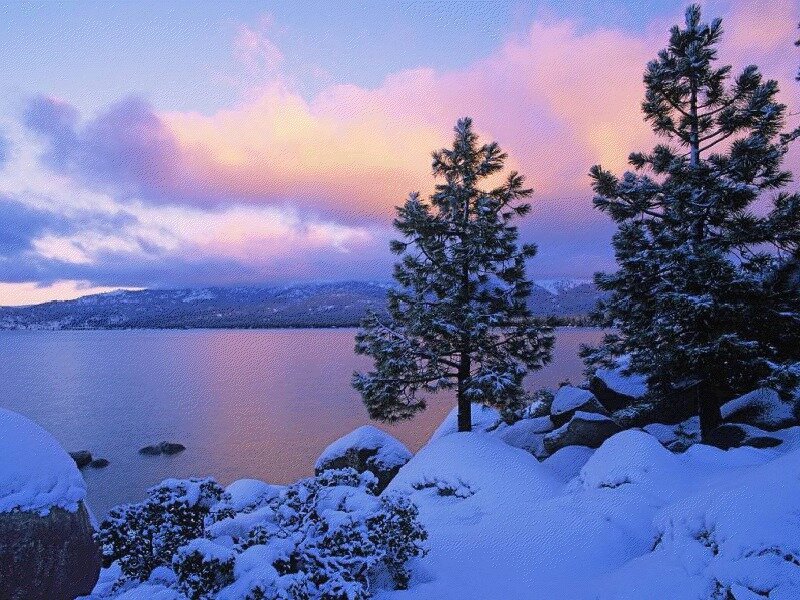 Snow-covered Pine Trees — Blue, Serene, Sunset, Photograph, Lake