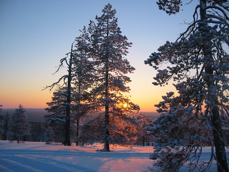 Snow-covered Pine Trees — Blue, Serene, Sunset, Photograph, Snow, Forest