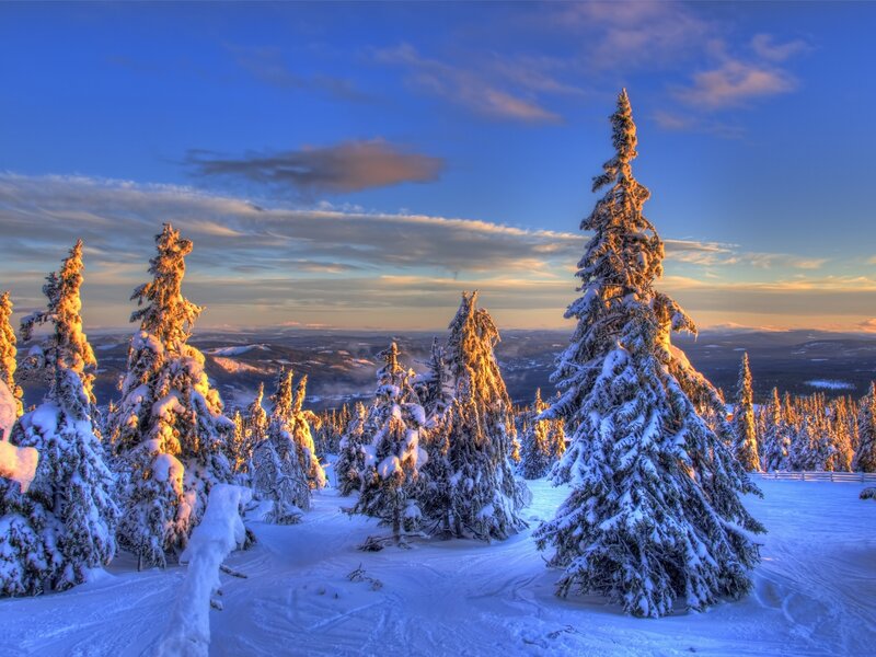 Snow-covered Pine Trees — Blue, Serene, Sunset, Photograph, Snow, Sky