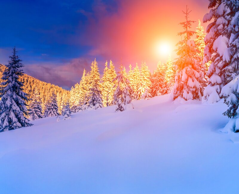 Snow-covered Pine Trees — Blue, Serene, Sunset, Photograph, Snow, Sun