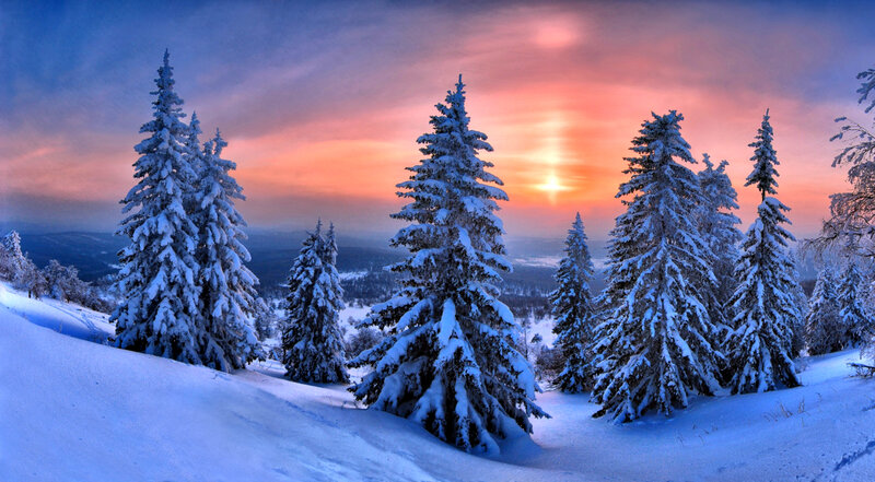 Snow-covered Pine Trees — Blue, Serene, Sunset, Photograph, Snow