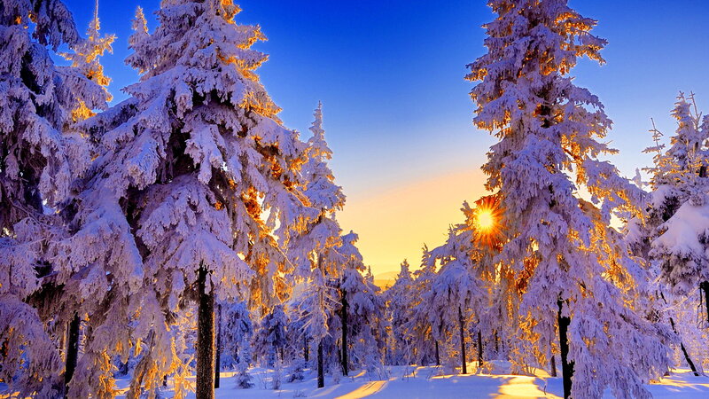 Snow-covered Pine Trees — Blue, Serene, Sunset, Photograph, Sun, Sky