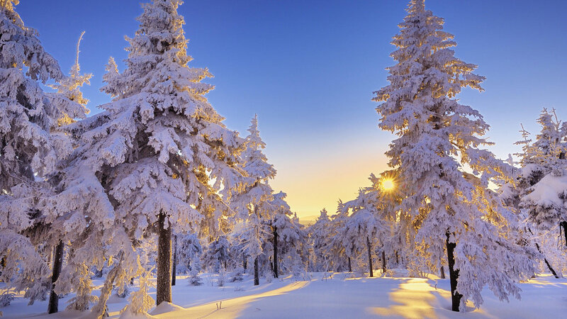 Snow-covered Pine Trees — Blue, Serene, Sunset, Photograph, Sun
