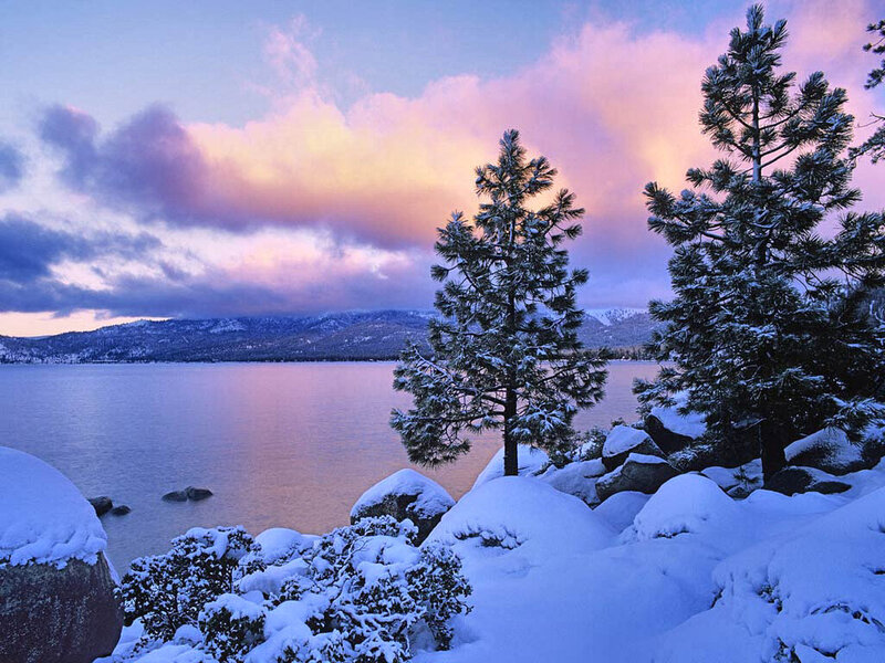 Snow-covered Pine Trees — Blue, Serene, Sunset, Photograph