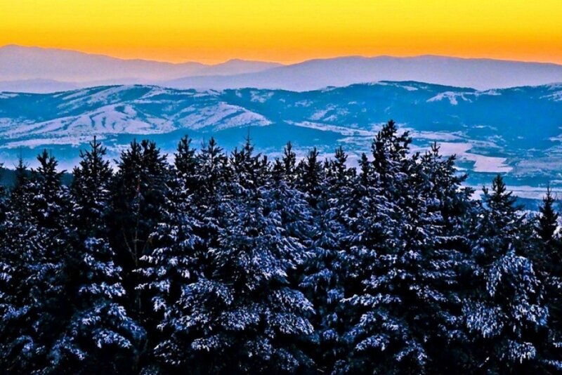 Snow-covered Pine Trees — Blue, Serene, Sunset
