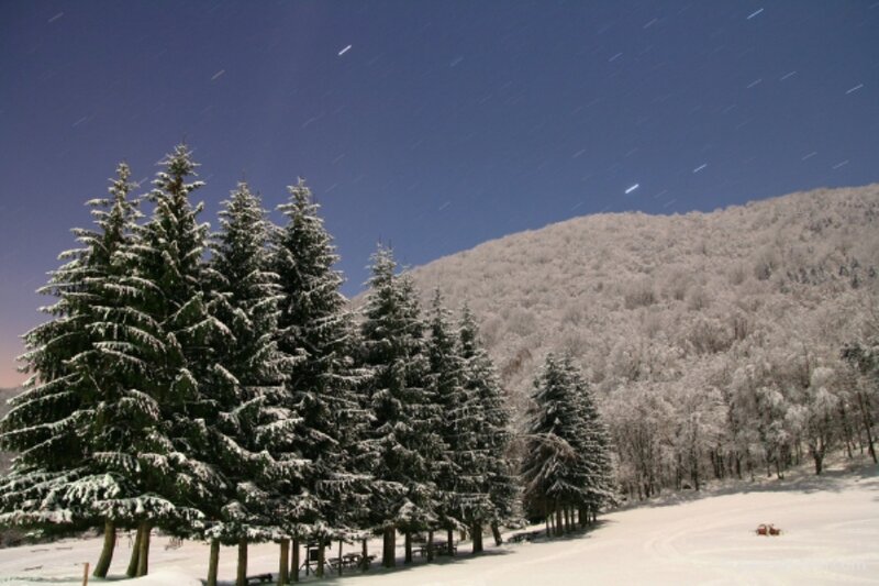 Snow-covered Pine Trees — Blue, Serene