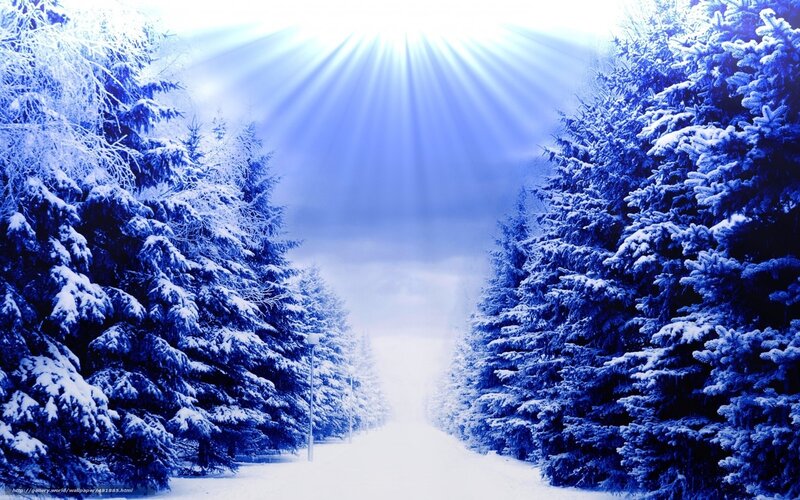 Snow-covered Pine Trees — Blue, Serene, Winter, Digital Art, Sunlight