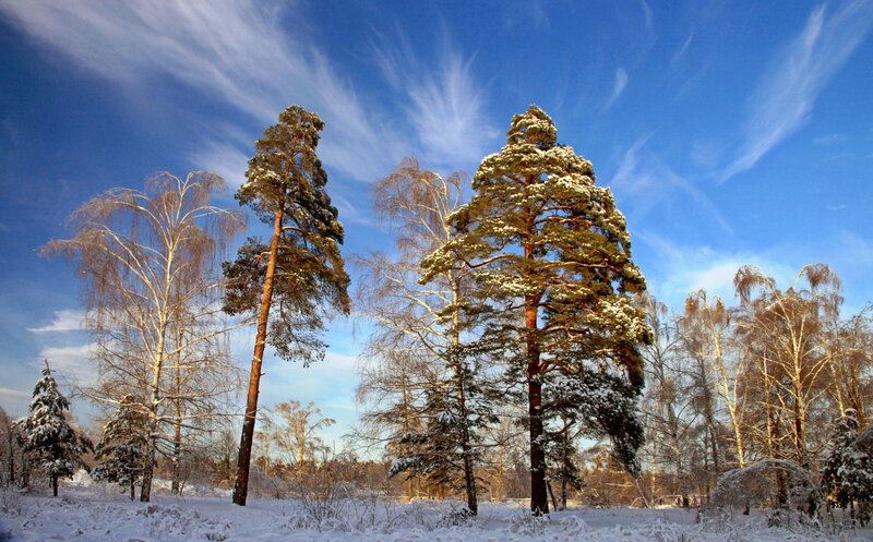 Snow-covered Pine Trees — Blue, Serene, Winter, Photograph, Birch Trees