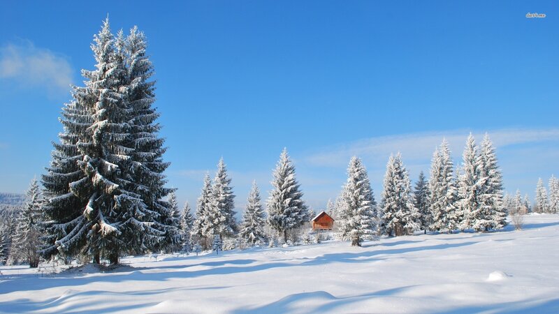 Snow-covered Pine Trees — Blue, Serene, Winter, Photograph, Cabin
