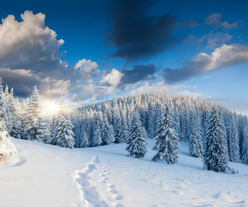 Snow-covered Pine Trees — Blue, Serene, Winter, Photograph, Footprints