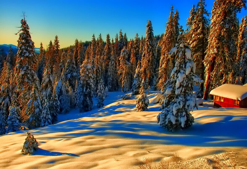 Snow-covered Pine Trees — Blue, Serene, Winter, Photograph, Forest, Cabin