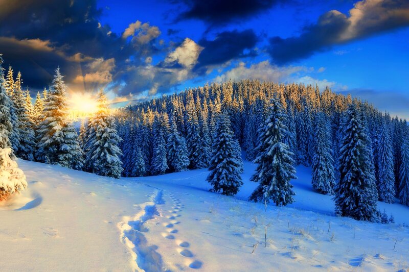 Snow-covered Pine Trees — Blue, Serene, Winter, Photograph, Forest, Footprints